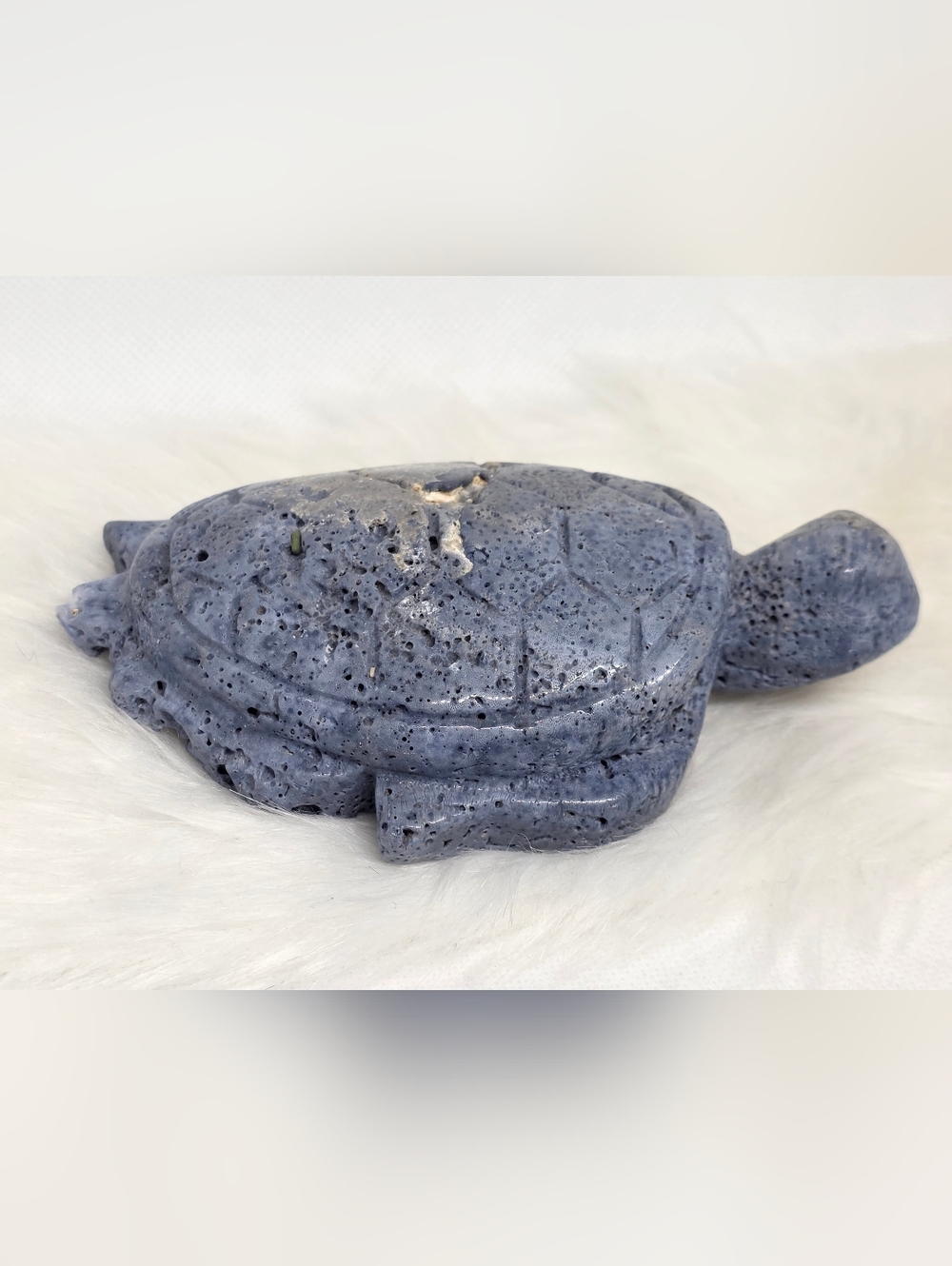 Blue Coral Fossil Turtle Carving Ocean Stone Crystal Sea Life Decor Rare